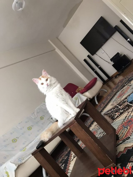 Tekir Kedi, Kedi  mia fotoğrafı