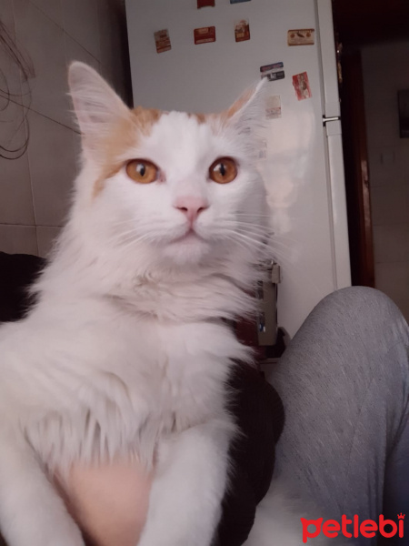 Tekir Kedi, Kedi  mia fotoğrafı