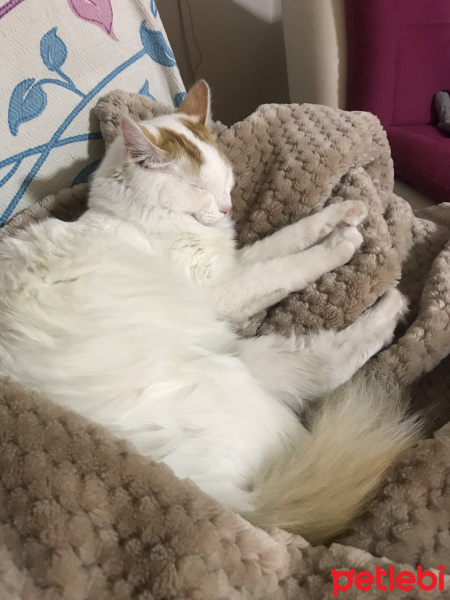 Tekir Kedi, Kedi  mia fotoğrafı