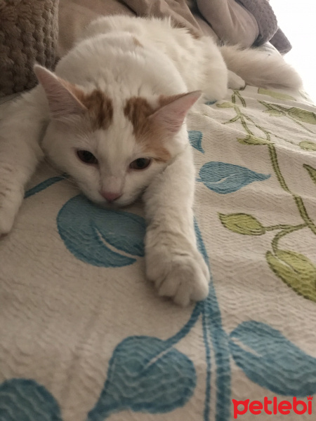 Tekir Kedi, Kedi  mia fotoğrafı