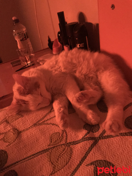 Tekir Kedi, Kedi  mia fotoğrafı