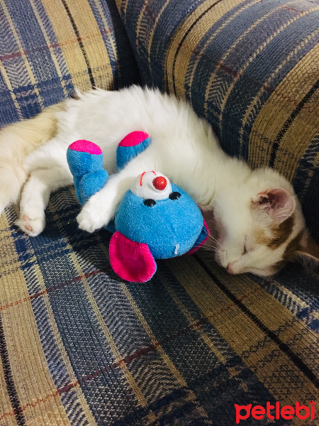 Tekir Kedi, Kedi  mia fotoğrafı