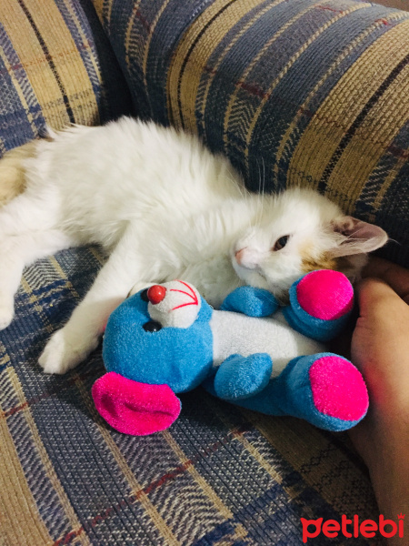 Tekir Kedi, Kedi  mia fotoğrafı