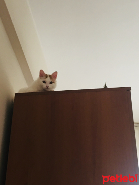 Tekir Kedi, Kedi  mia fotoğrafı