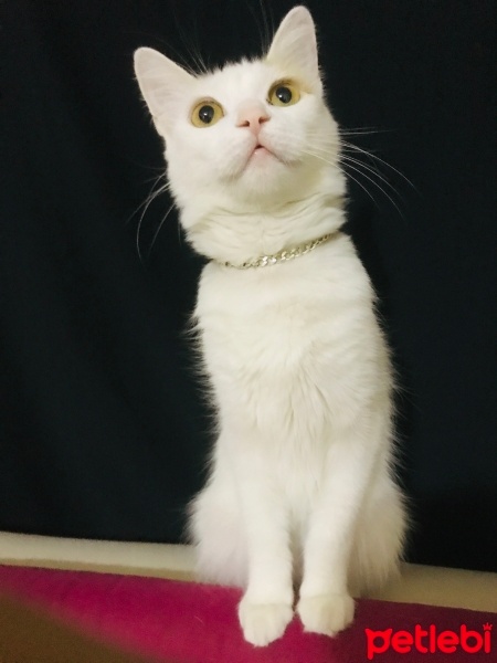 Tekir Kedi, Kedi  mia fotoğrafı