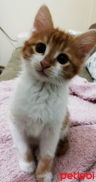 Sarman, Kedi  Alvin fotoğrafı