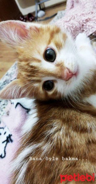 Sarman, Kedi  Alvin fotoğrafı