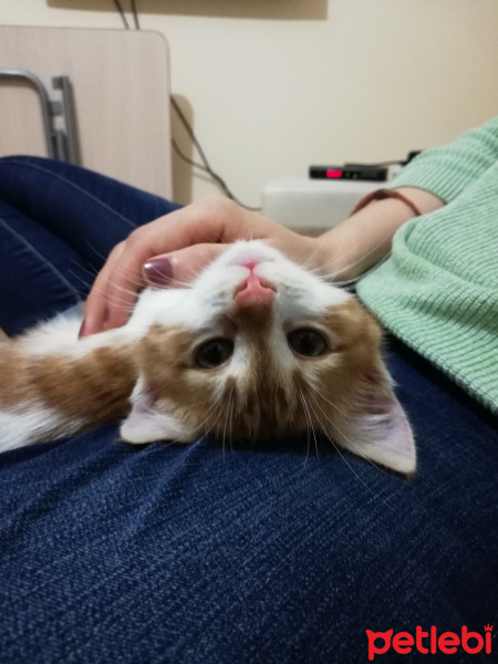 Sarman, Kedi  Alvin fotoğrafı