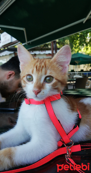 Sarman, Kedi  Alvin fotoğrafı