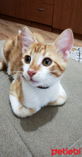 Sarman, Kedi  Alvin fotoğrafı