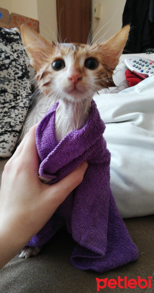 Sarman, Kedi  Alvin fotoğrafı