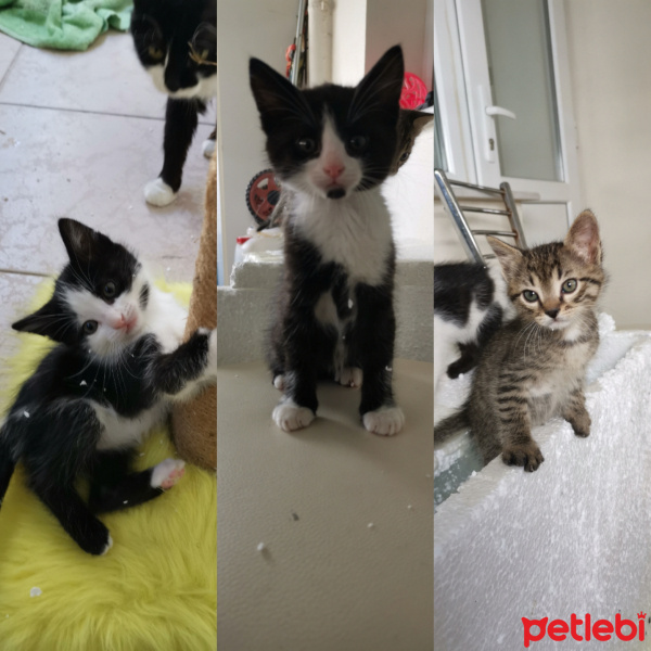 Tuxedo (Smokin) Kedi, Kedi  Daha koymadık fotoğrafı