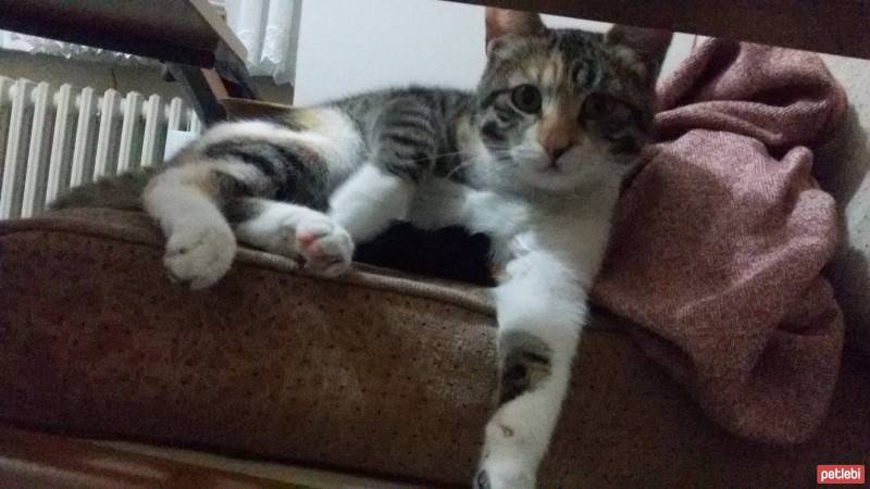 Tekir Kedi, Kedi  Binti fotoğrafı