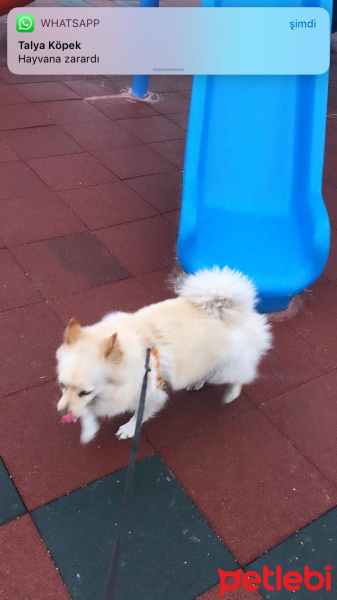 Pomeranyalı, Köpek  Leo fotoğrafı