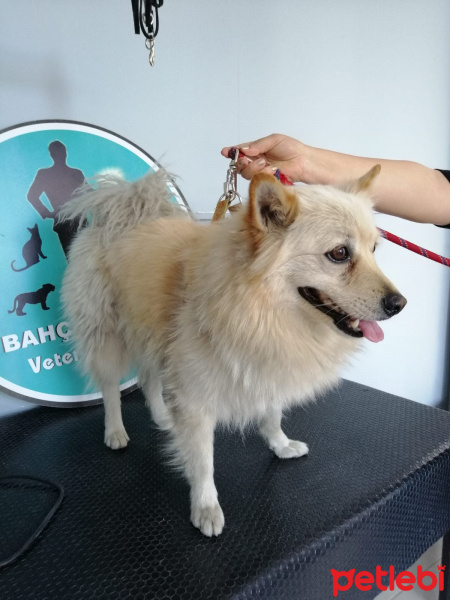 Pomeranyalı, Köpek  Leo fotoğrafı
