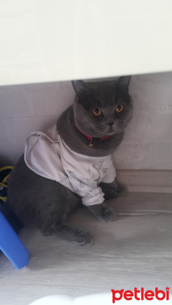 British Shorthair, Kedi  Lucca fotoğrafı