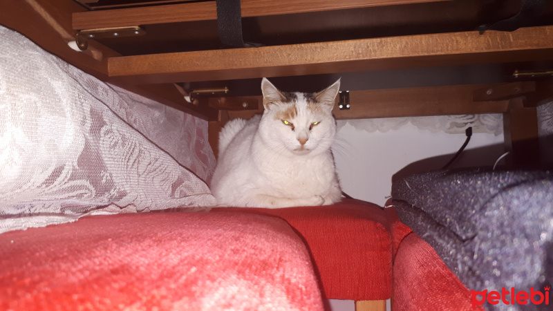 Tekir Kedi, Kedi  Boncuk fotoğrafı
