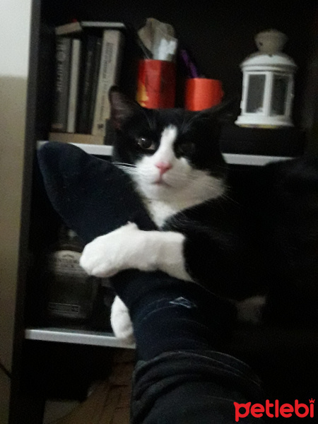 Tuxedo (Smokin) Kedi, Kedi  levon fotoğrafı