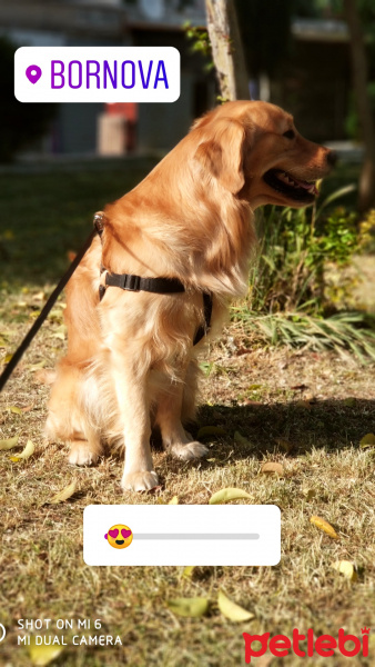 Golden Retriever, Köpek  Vegas fotoğrafı