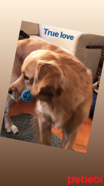 Golden Retriever, Köpek  Vegas fotoğrafı