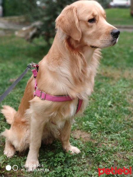 Golden Retriever, Köpek  Vegas fotoğrafı