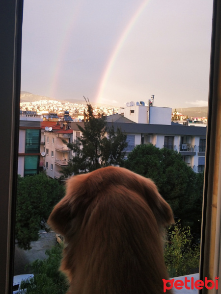 Golden Retriever, Köpek  Vegas fotoğrafı