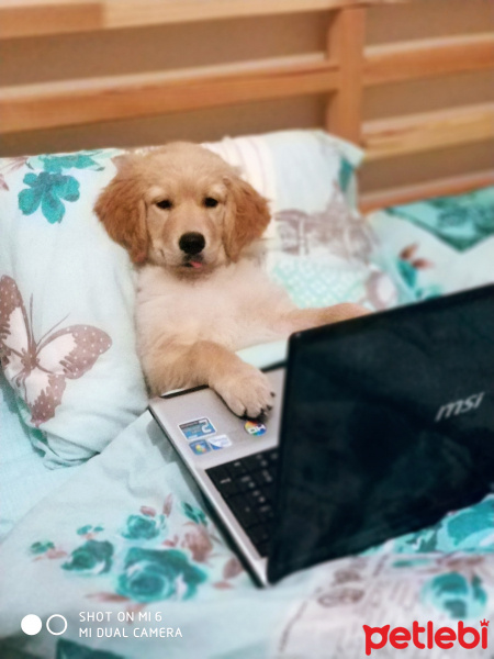 Golden Retriever, Köpek  Vegas fotoğrafı