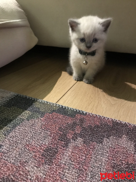 British Shorthair, Kedi  Bulut fotoğrafı