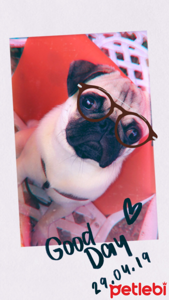 Pug, Köpek  Thor fotoğrafı