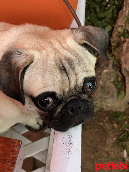Pug, Köpek  Thor fotoğrafı
