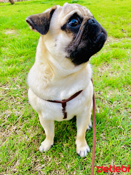 Pug, Köpek  Thor fotoğrafı