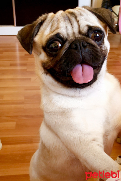 Pug, Köpek  Thor fotoğrafı