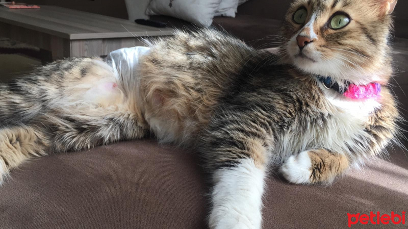 Tekir Kedi, Kedi  Çırmık fotoğrafı