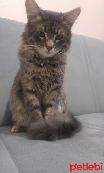 Tekir Kedi, Kedi  Gri fotoğrafı