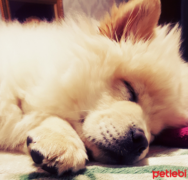 Chow Chow (çin Aslanı), Köpek  ares fotoğrafı