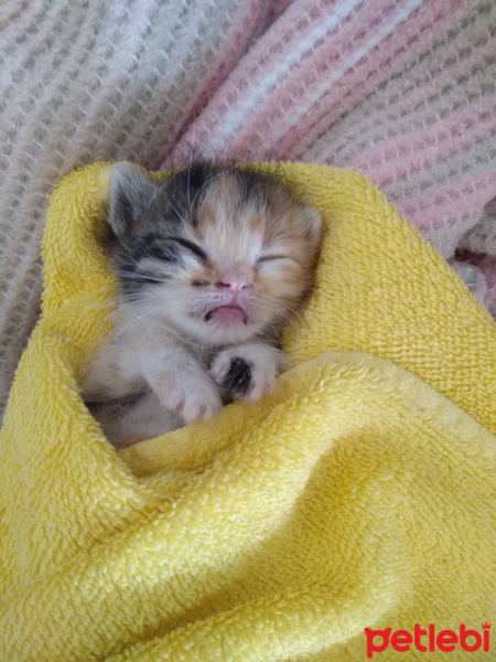 Tekir Kedi, Kedi  Kısmet fotoğrafı