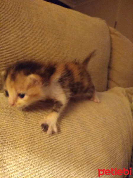 Tekir Kedi, Kedi  Kısmet fotoğrafı