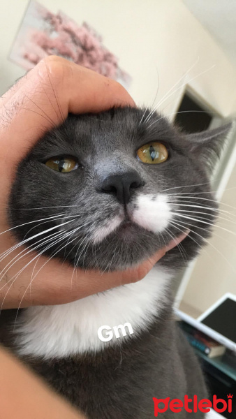 Tekir Kedi, Kedi  Kımıl fotoğrafı