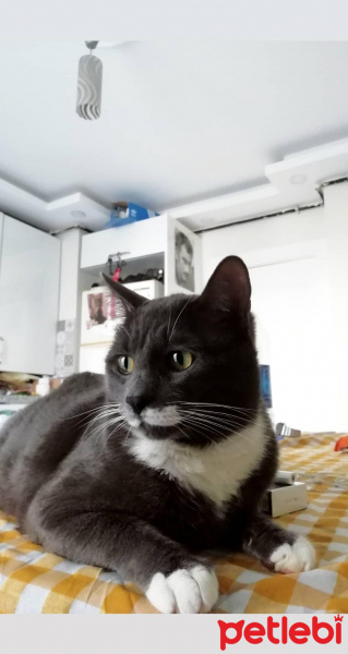 Tekir Kedi, Kedi  Kımıl fotoğrafı