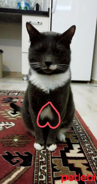 Tekir Kedi, Kedi  Kımıl fotoğrafı