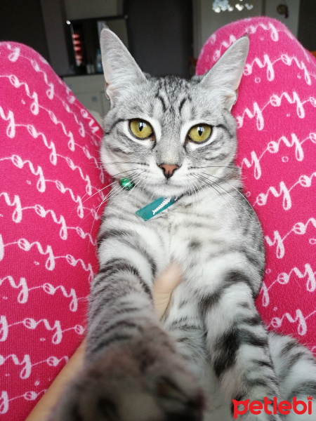 Tekir Kedi, Kedi  Reis fotoğrafı