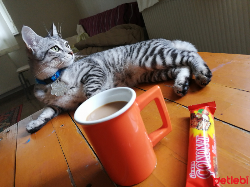 Tekir Kedi, Kedi  Reis fotoğrafı