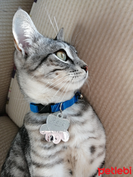Tekir Kedi, Kedi  Reis fotoğrafı