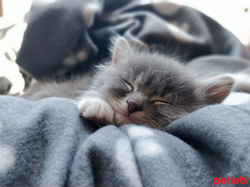 Tekir Kedi, Kedi  Boza fotoğrafı