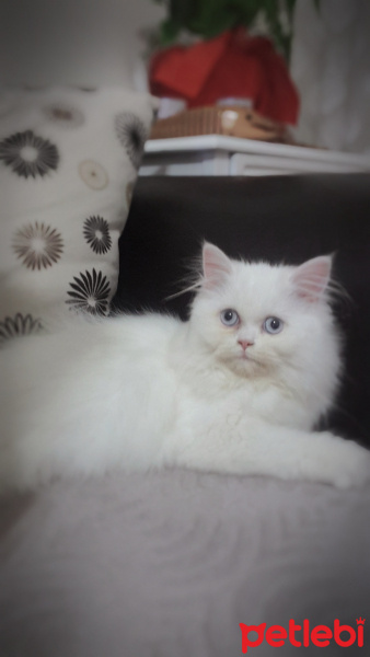 İran Kedisi (Persian), Kedi  Lina fotoğrafı