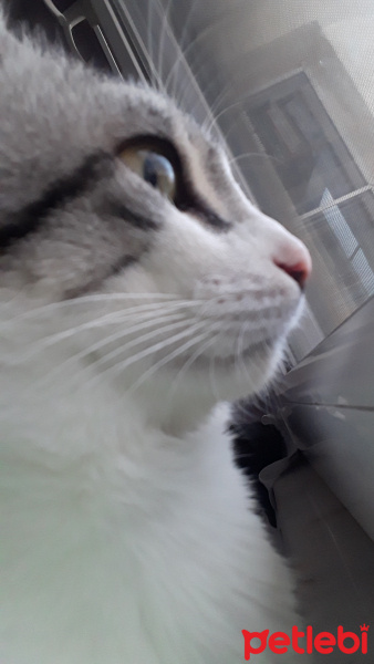 Tekir Kedi, Kedi  Teodor fotoğrafı