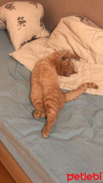 British Shorthair, Kedi  Badem fotoğrafı