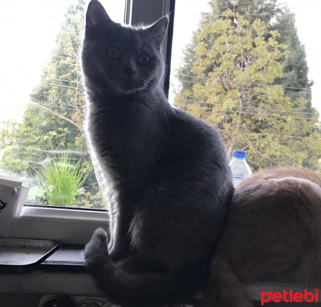 British Shorthair, Kedi  Hare fotoğrafı