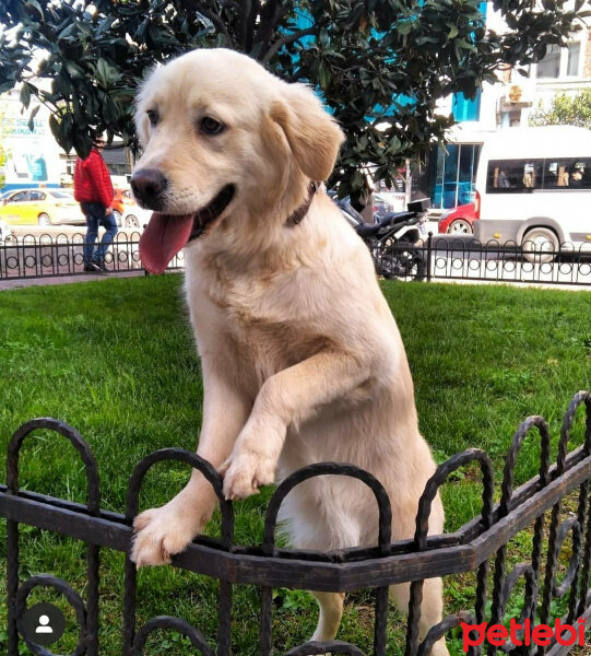 Golden Retriever, Köpek  Şila fotoğrafı