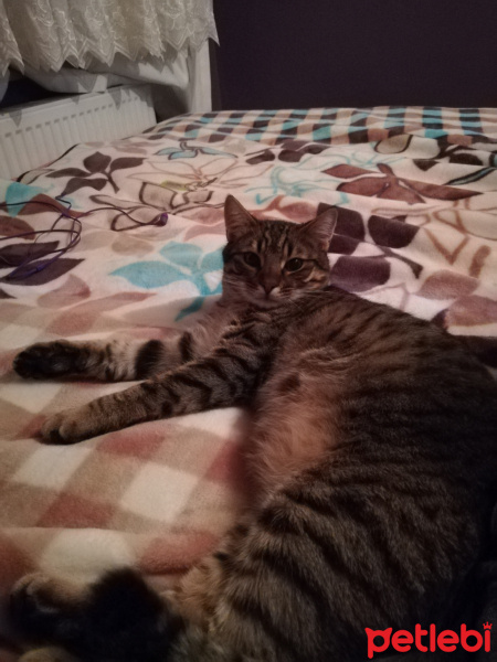 Tekir Kedi, Kedi  Mercan fotoğrafı